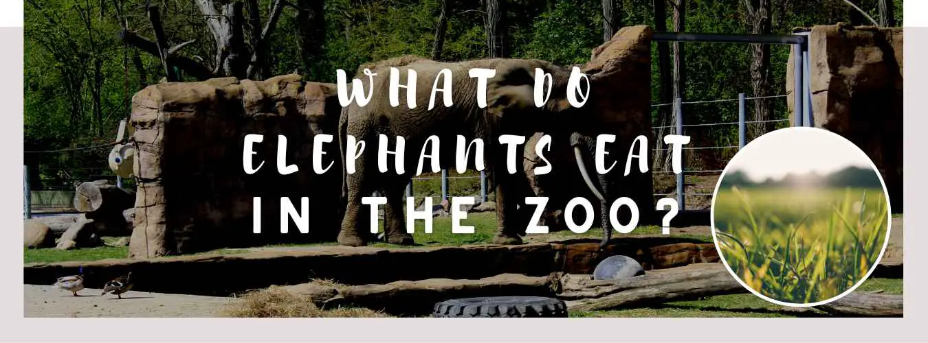 what do elephants eat in the zoo