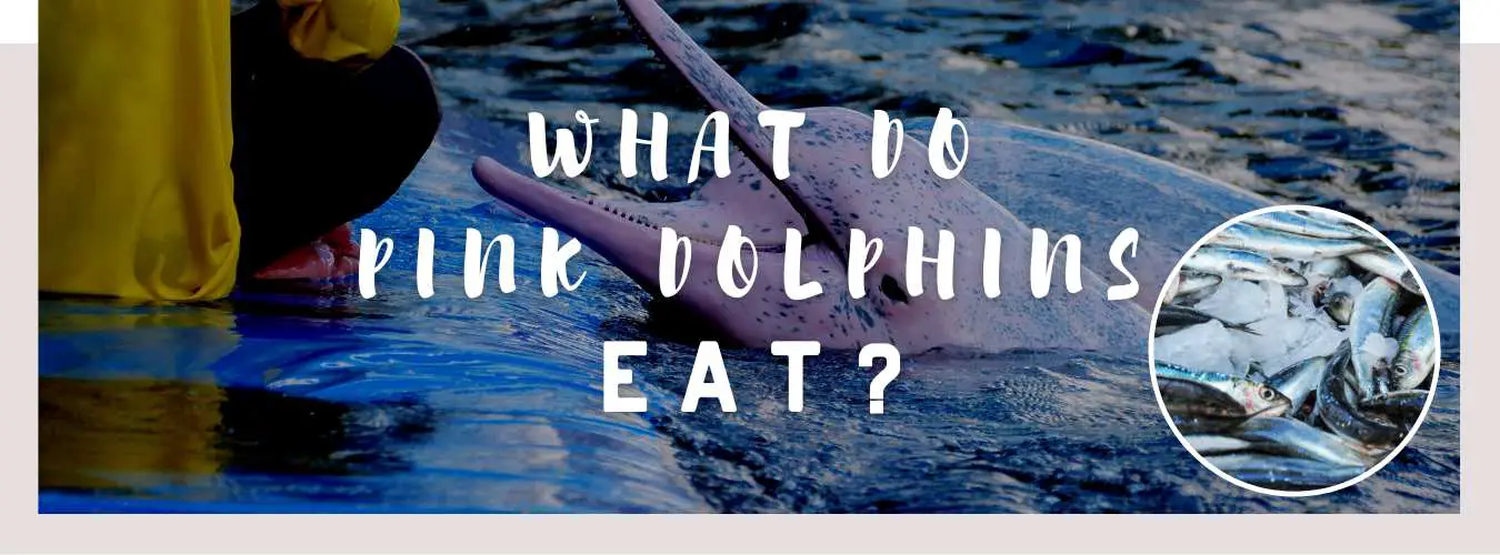 what do pink dolphins eat