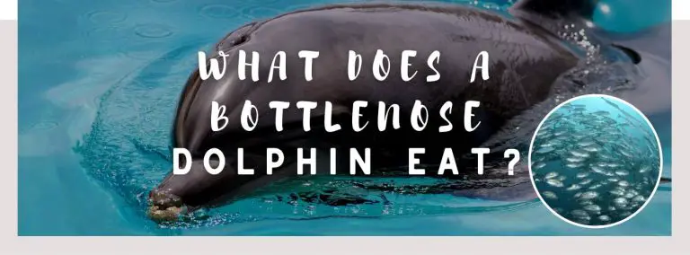 what does a bottlenose dolphin eat