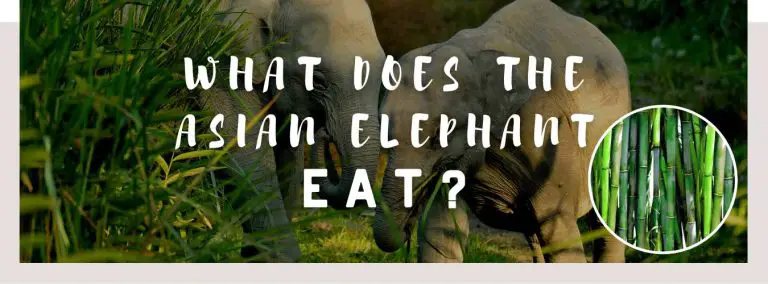 what does the asian elephant eat