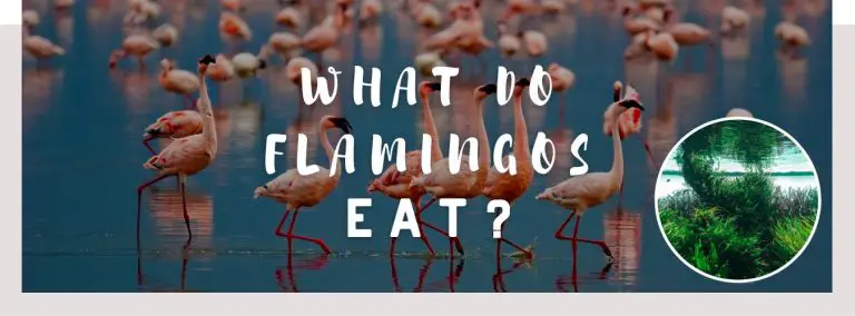 what do flamingos eat