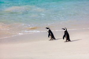 ᐅ What Do African Penguins Eat? | Understanding Their Diet