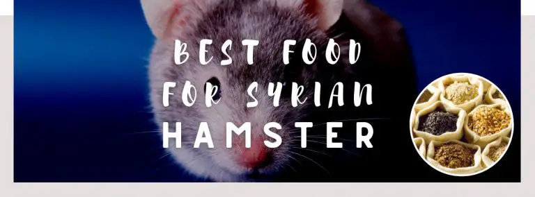 best food for syrian hamster