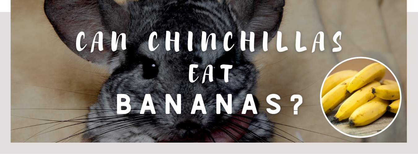 can chinchillas eat bananas
