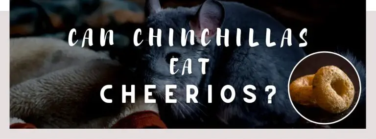can chinchillas eat cheerio