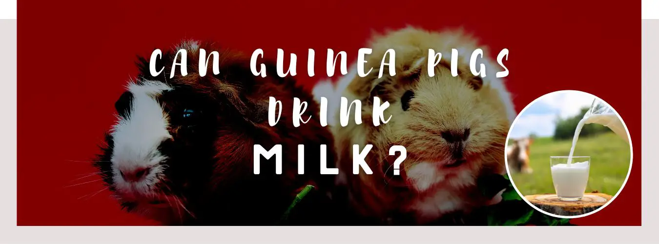 can guinea pigs drink milk
