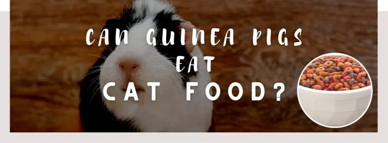can guinea pigs eat cat food