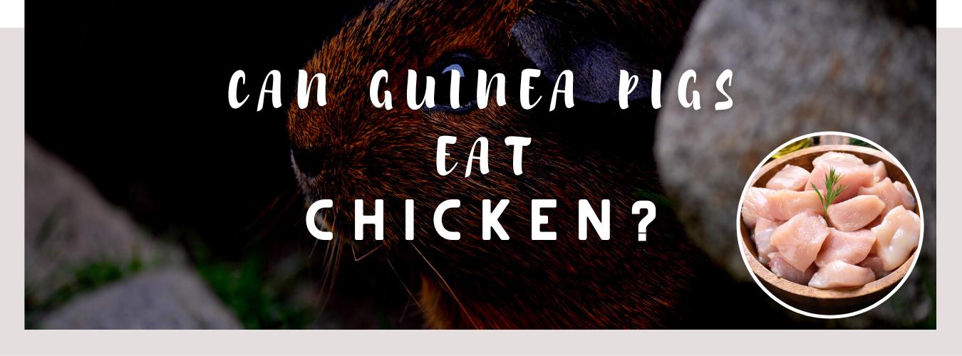 can guinea pigs eat chicken