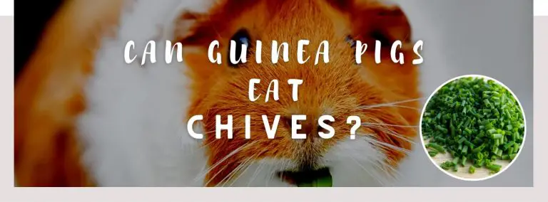 can guinea pigs eat chives