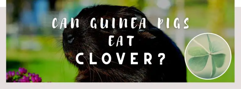 can guinea pigs eat clover