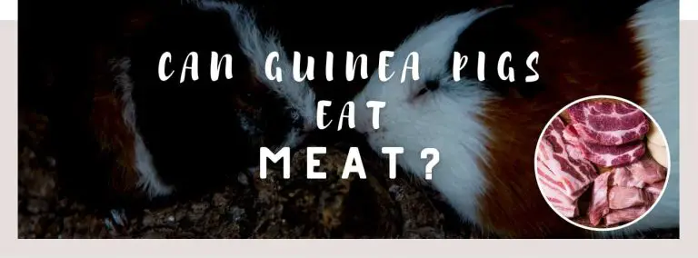 can guinea pigs eat meat