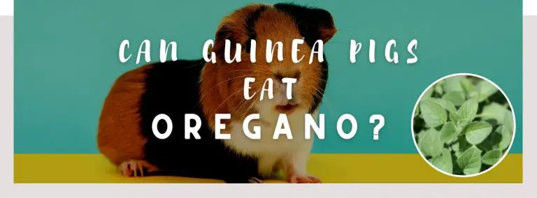 can guinea pigs eat oregano
