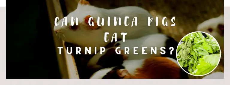 can guinea pigs eat turnip greens
