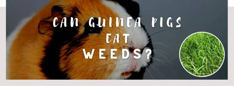 can guinea pigs eat weeds