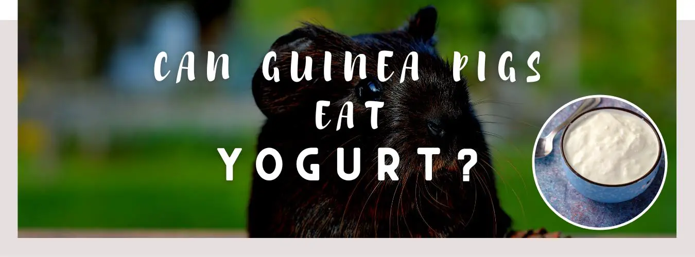 can guinea pigs eat yogurt