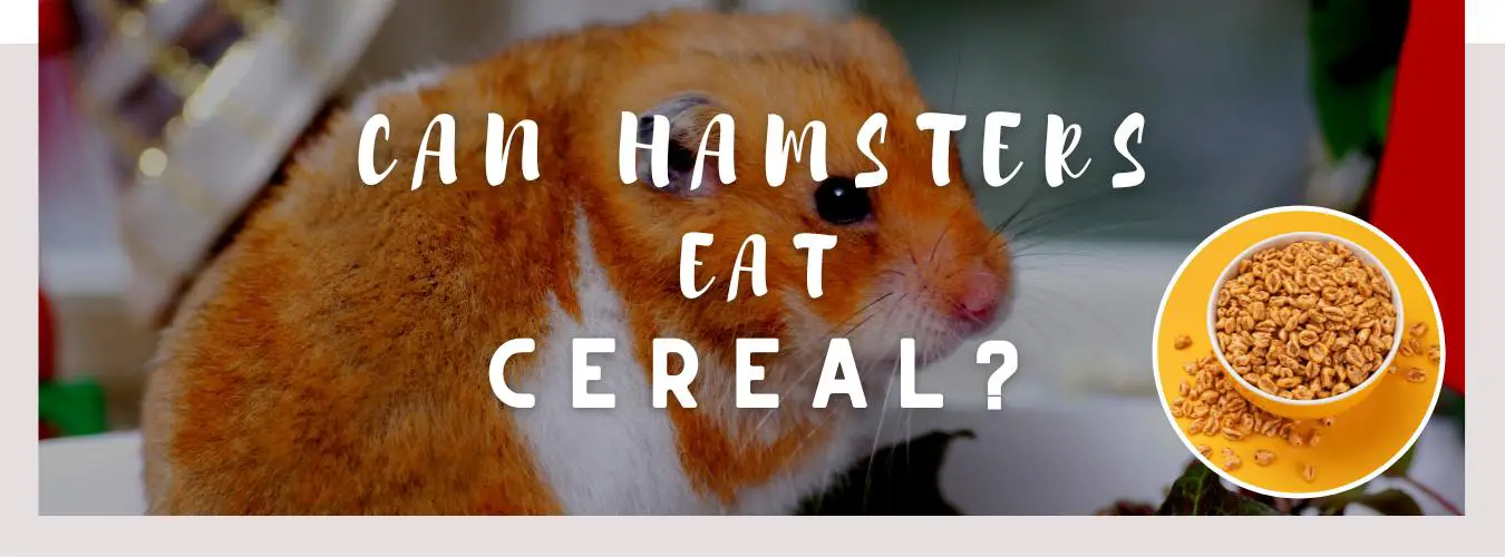 can hamsters eat cereal