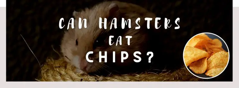 can hamsters eat chips