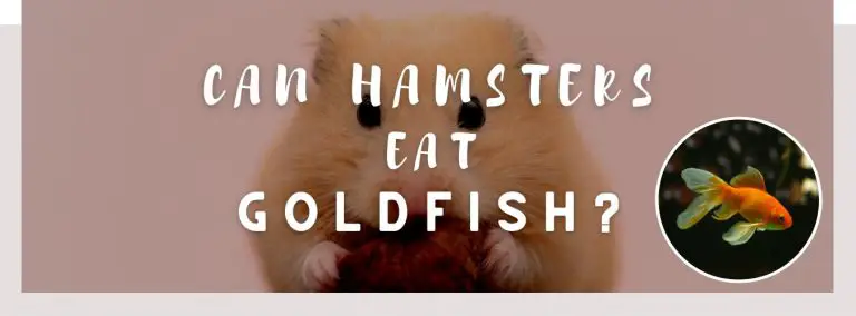 can hamsters eat goldfish