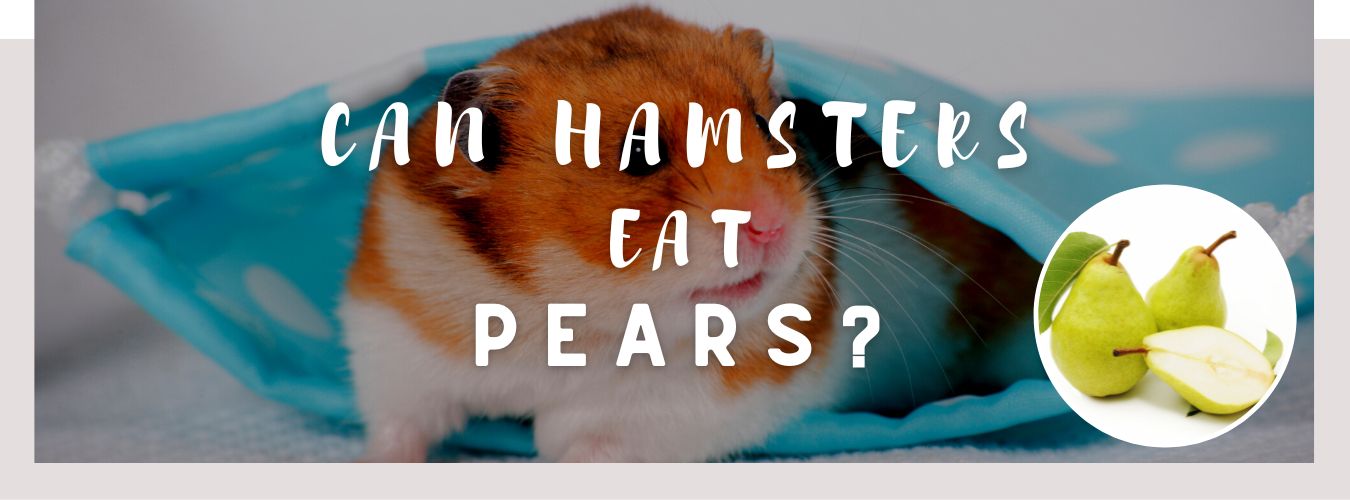 can hamsters eat pears