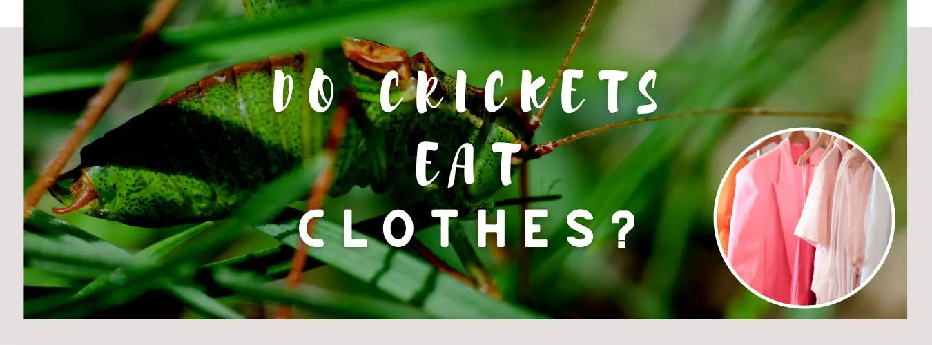 do crickets eat clothes