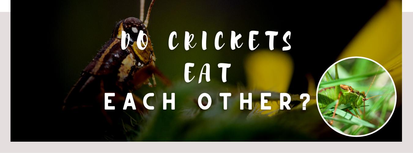 do crickets eat each other