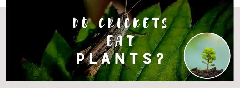 do crickets eat plants