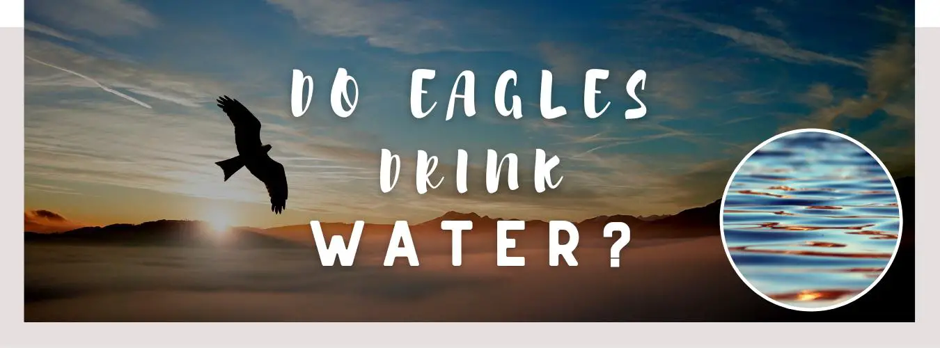 do eagles drink water
