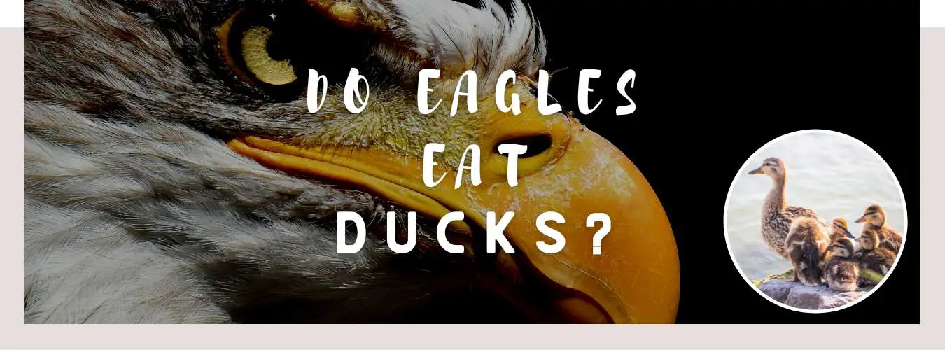 do eagles eat ducks