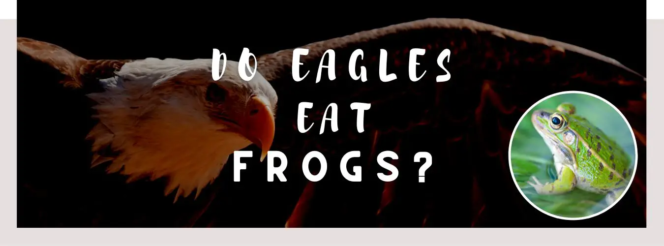 do eagles eat frogs