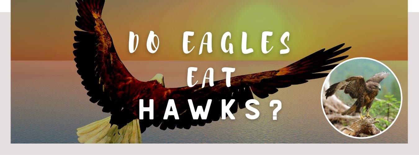 do eagles eat hawks