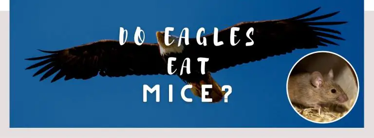 do eagles eat mice