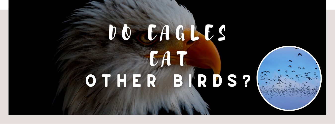 do eagles eat other birds
