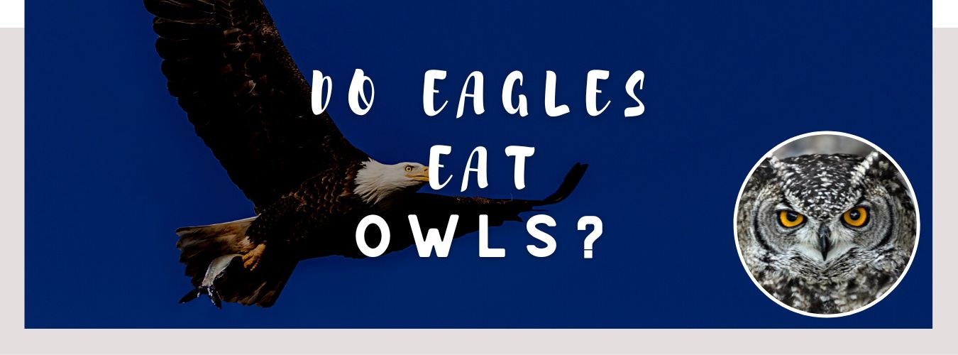 do eagles eat owls