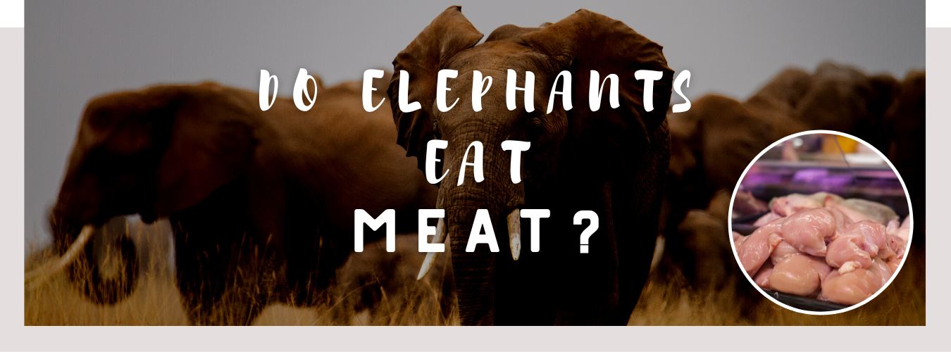 do elephants eat meat