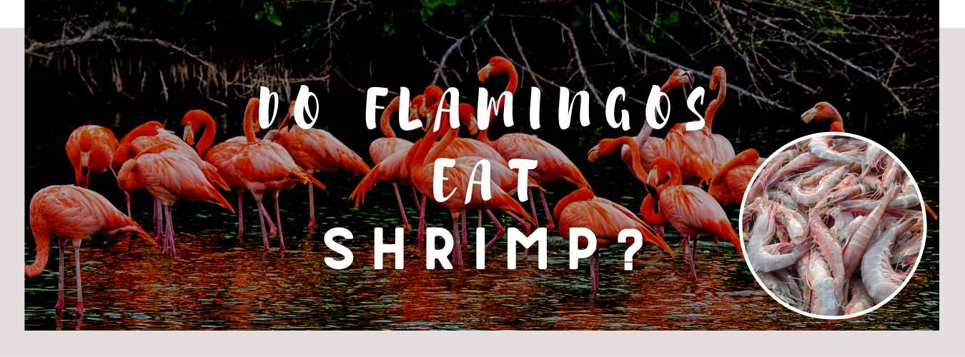 do flamingos eat shrimp