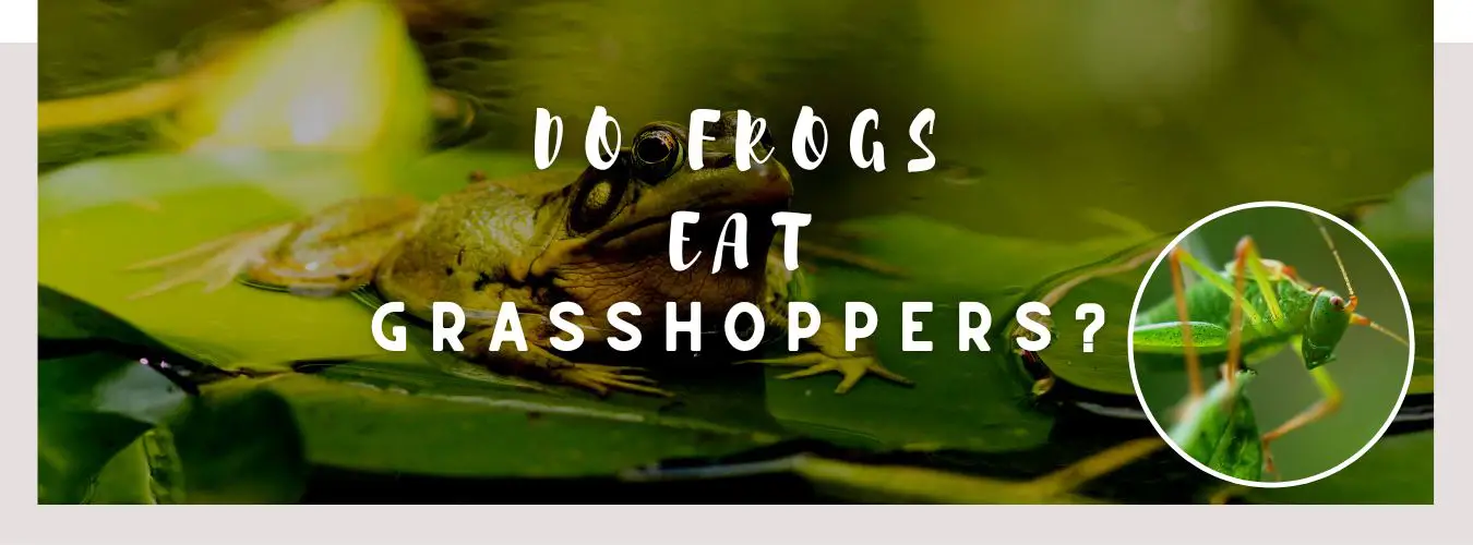 Do Frogs Eat A Guide To Feeding Your Pet Frog