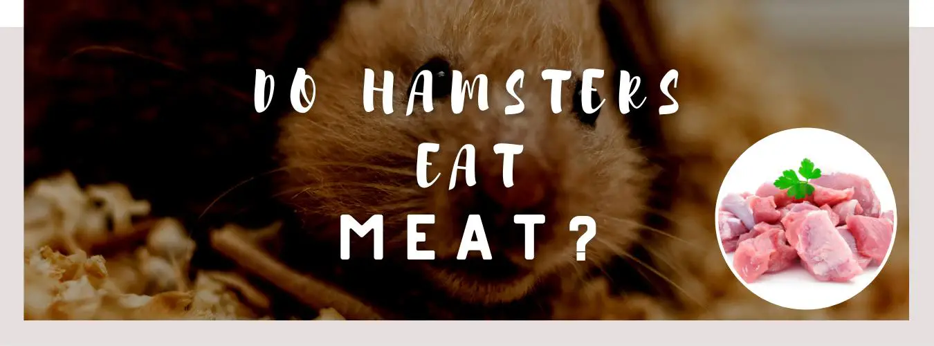 do hamsters eat meat