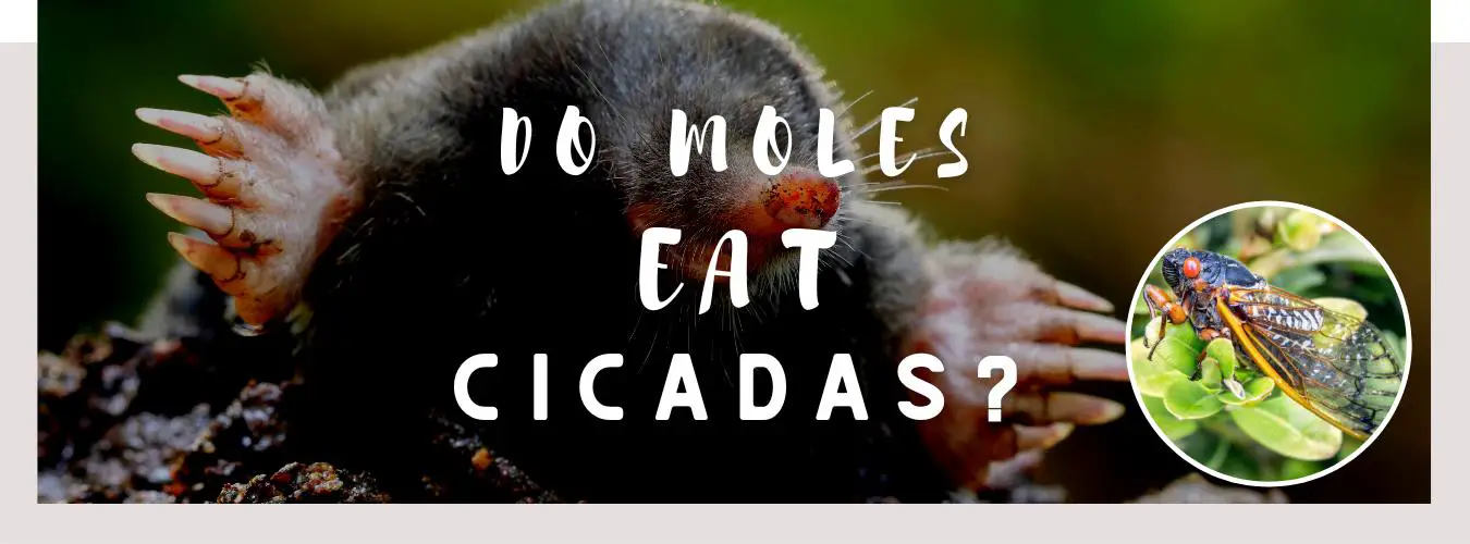 do moles eat cicadas