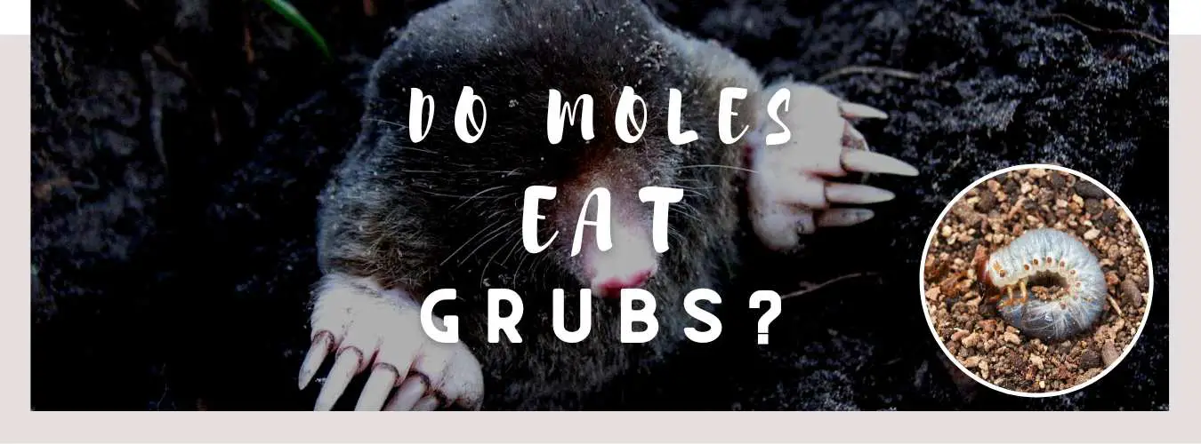do moles eat grubs