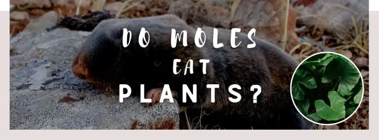 do moles eat plants