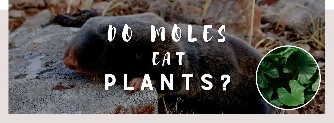 do moles eat plants