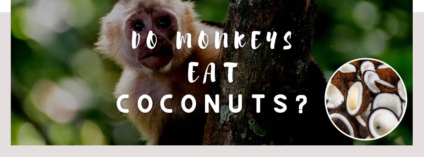 do monkeys eat coconuts