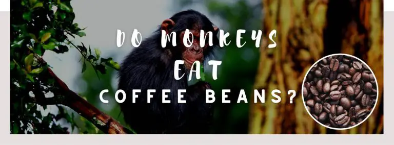 do monkeys eat coffee beans