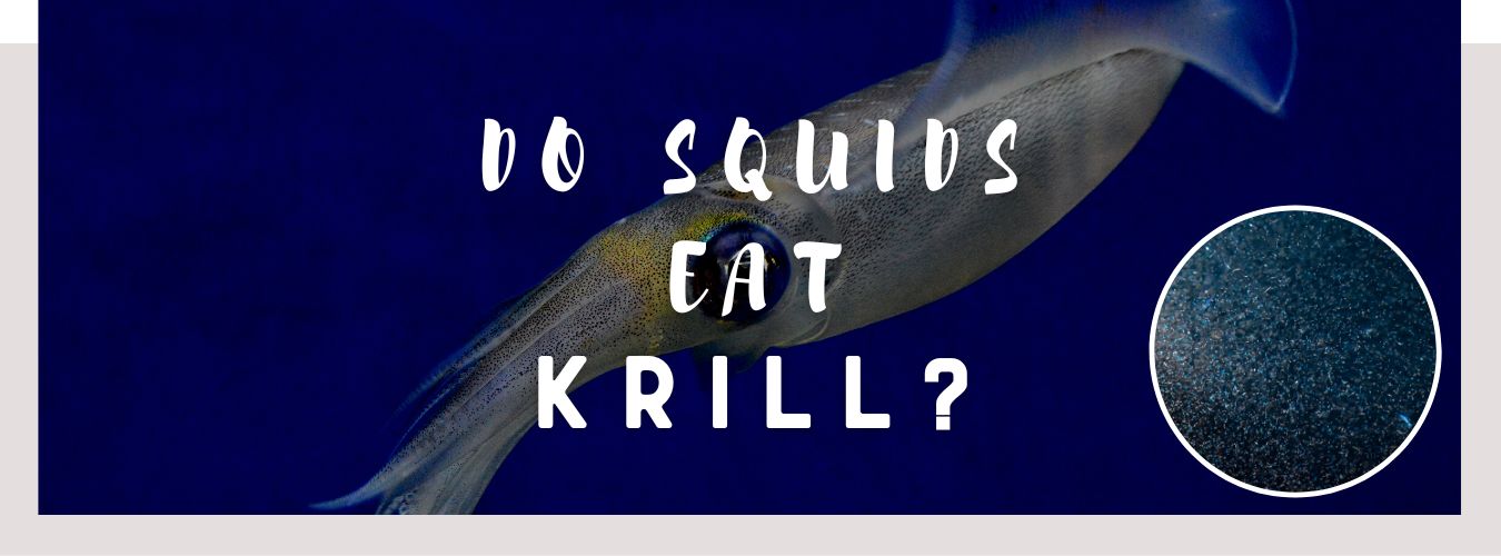 do squids eat krill