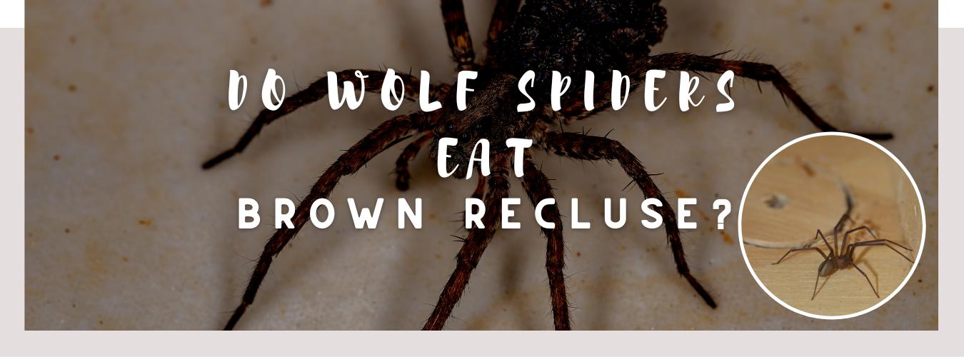 do wolf spiders eat brown recluse