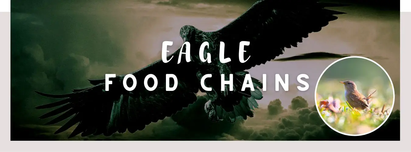 eagle food chains
