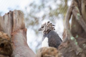 ᐅ What Do Harpy Eagles Eat? | Interesting Diet