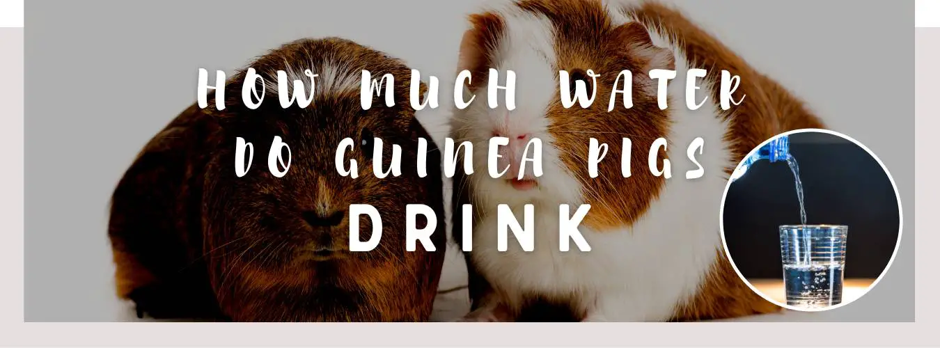 how much water do guinea pigs drink