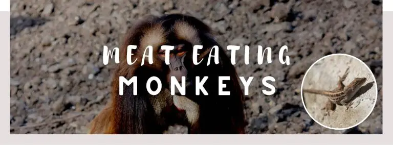 meat eating monkeys