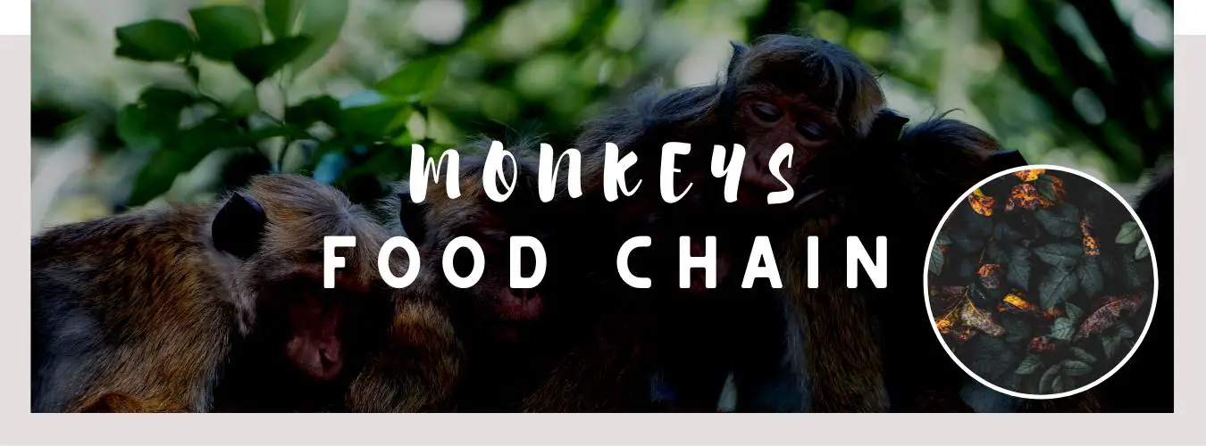 monkeys food chain